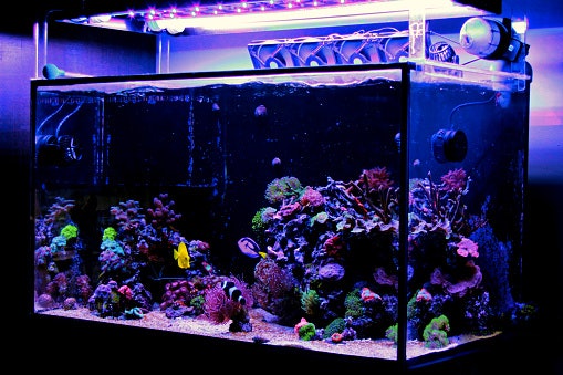 Pilih kipas aquascape yang mudah diatur arahnya