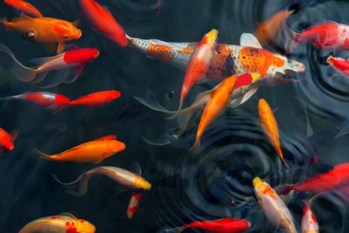 Perhatikan kandungan nutrisi makanan ikan untuk menjaga pertumbuhan ikan-ikan Anda
