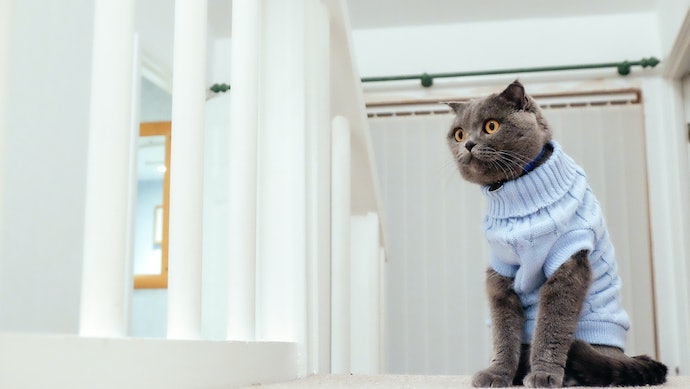 Pilih baju dengan campuran elastane atau rajut yang stretch agar lebih mudah memakaikannya dan tidak membatasi ruang gerak kucing