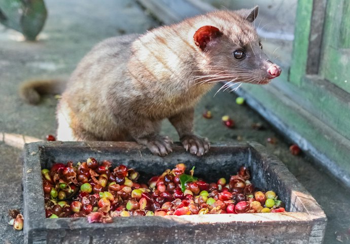 Periksa daerah penghasil kopinya