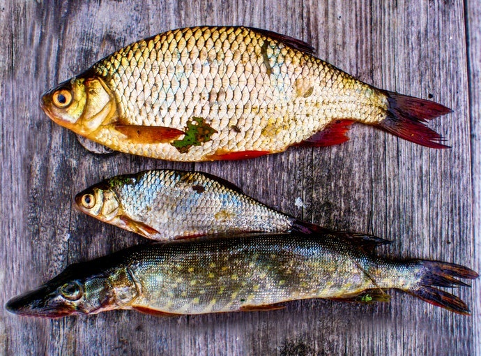 Pastikan fish grip-nya sesuai dengan ukuran ikan