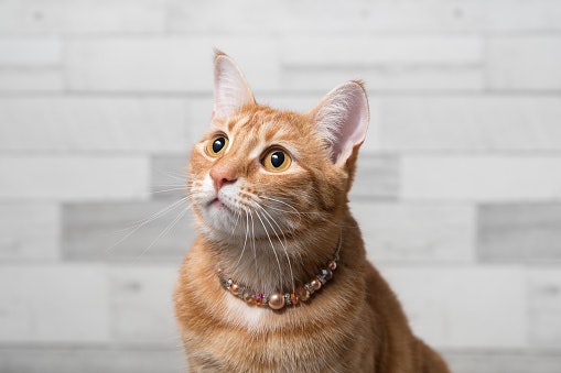 Periksa bahan dari kalung kucing