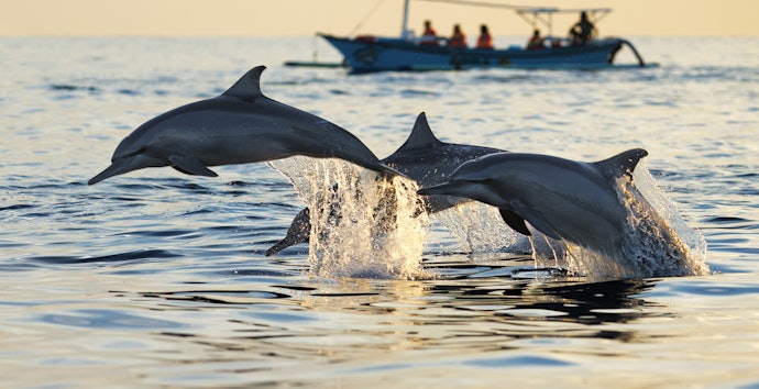Apabila Anda ingin mencoba kegiatan baru, dolphin watching di Lovina atau sea walking bisa menjadi pilihan bagus