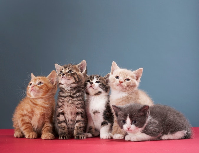 Pilih snack yang sesuai usia kucing Anda