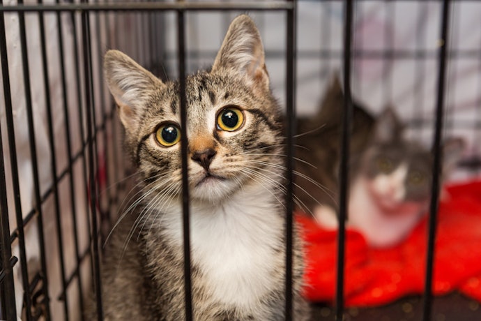 Untuk kandang rumah kucing yang lebih awet, pilih yang berbahan logam