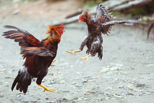 Ayam hias dan aduan: Dipelihara oleh para pehobi