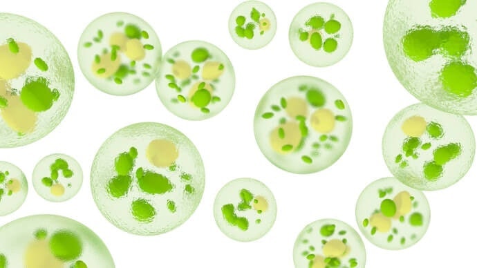 Pilih yang dinding sel chlorella-nya dapat hancur atau menipis agar mudah dicerna