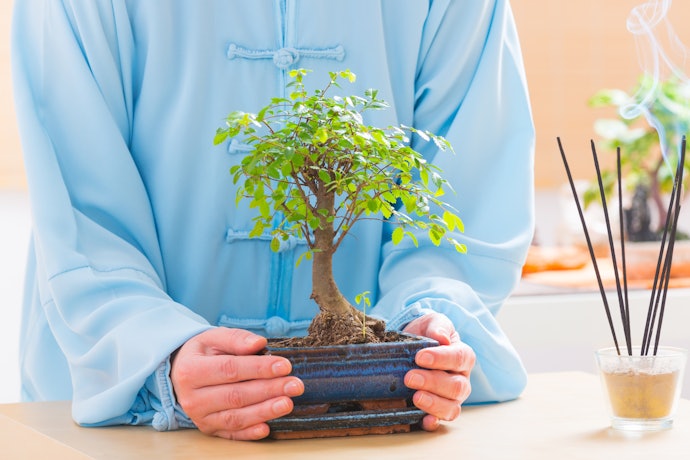 Pertimbangkan bonsai mame yang ukurannya mungil dan cocok dijadikan pajangan