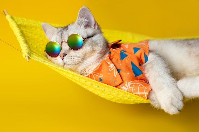 Agar kucing Anda tidak kepanasan, pertimbangkan bahan premium terry
