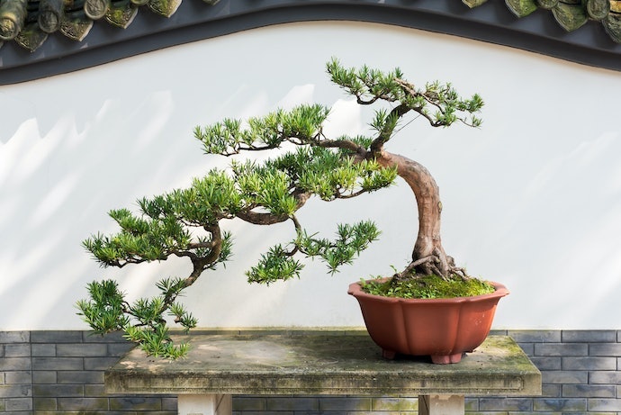 Perhatikan juga gaya bonsai, chokkan yang lurus atau shakan yang miring