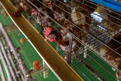 Ketahui bahan pembuat kandang ayam