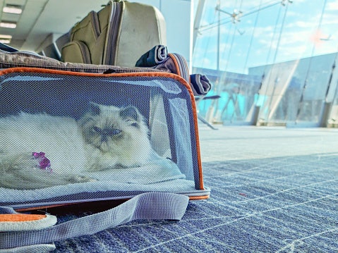 Usahakan pet cargo berukuran satu setengah kali besar kucing Anda