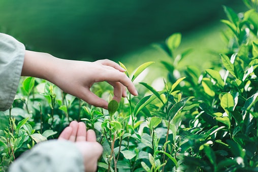 Untuk mencegah bau, pilih tonik dengan kandungan astaxanthin