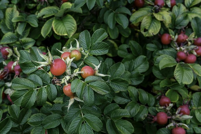 Pertimbangkan rosehip oil organik