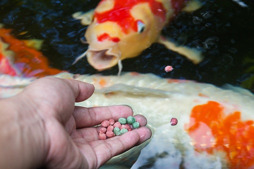 Untuk koi dewasa, pilih pellet yang tenggelam agar lebih mudah dimakan