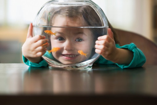 Cara memelihara ikan