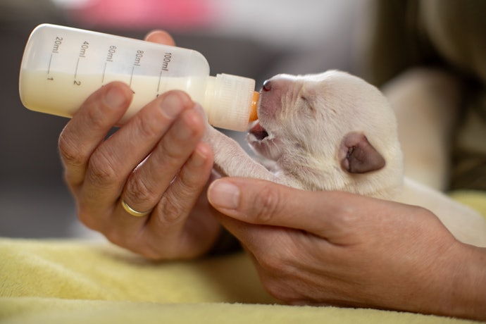Untuk bayi anjing, utamakan susu dengan kandungan protein tinggi demi mendukung pertumbuhannya