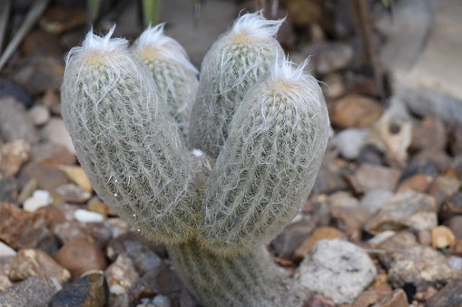 Cephalocereus senilis: Terdapat bulu halus yang menutupi permukaannya