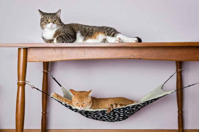Tipe hammock: Ideal untuk kucing yang suka memanjat