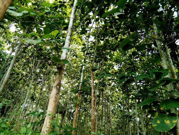 Jati, kukuh dan tahan lama