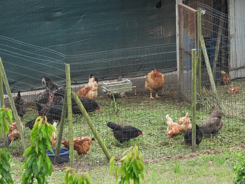 Kandang ayam umbaran: Ayam dibiarkan bebas