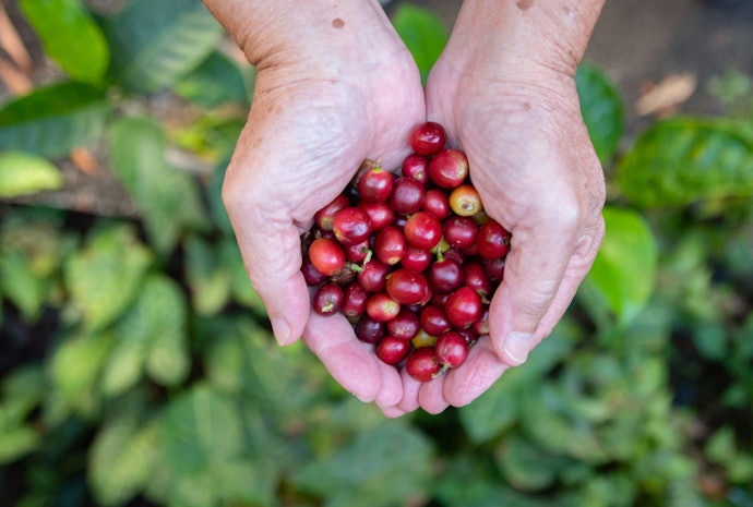 Robusta, kandungan kafeina lebih tinggi