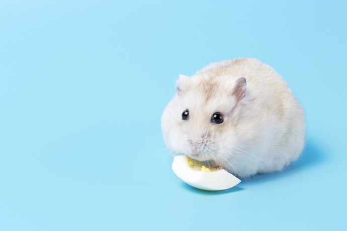 Protein, membantu perkembangan tubuh