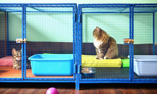 Ukuran jumbo, mengakomodasi kelincahan kucing besar atau dewasa