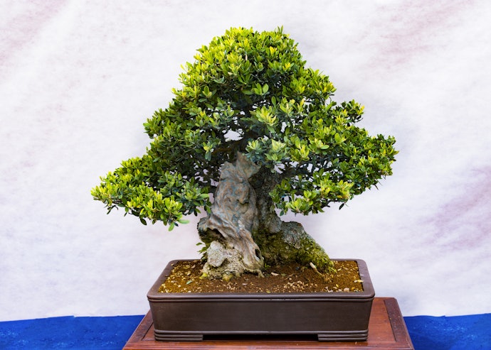Bonsai beringin, batangnya kukuh, akarnya banyak, dan daunnya rimbun