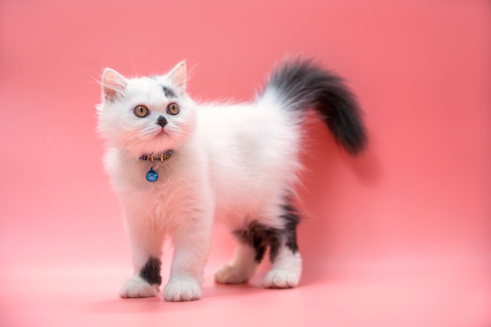 Keratin, bulu kucing tidak mudah kusam