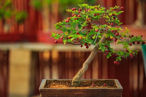 Bonsai sancang, tanaman berbuah dengan daun berbentuk bulat telur