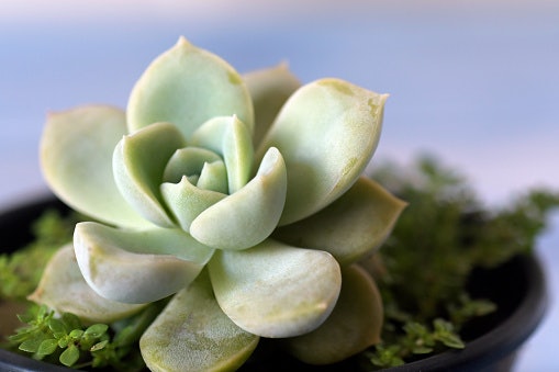 Echeveria: Kelopaknya berbentuk seperti teratai