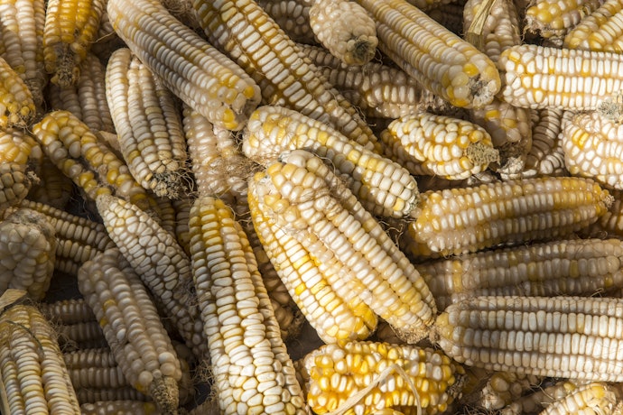Jagung mutiara, kaya khasiat bagi kesehatan Anda