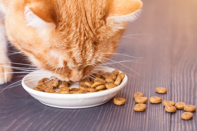 Menyehatkan ginjal, dianjurkan bagi kucing usia lanjut