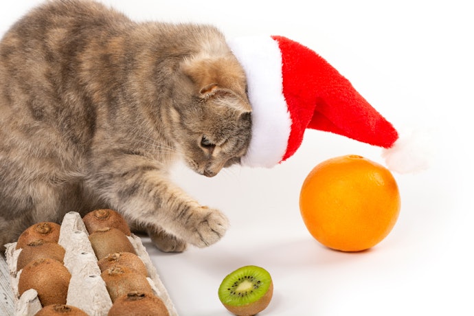 Buah kiwi, melebatkan bulu kucing Anda