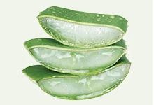 Aloe vera untuk melembapkan kulit berminyak