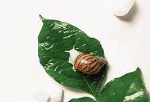France snail secretion untuk menghilangkan bekas jerawat, mengatasi kulit kering, dan anti-aging