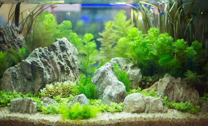 Tanaman perdu atau tinggi untuk latar belakang aquarium