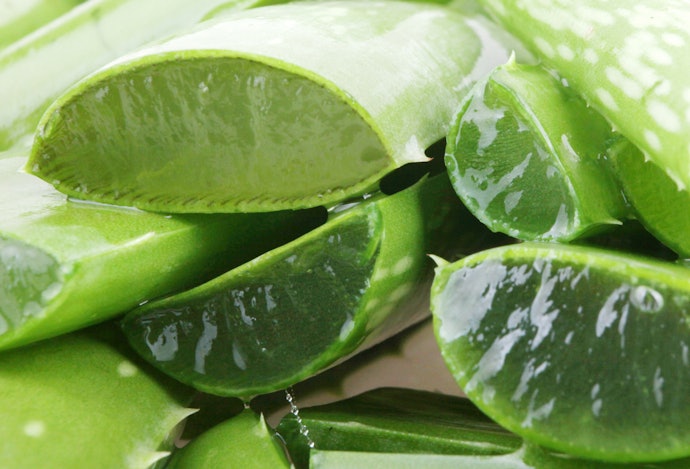 Aloe vera, pencegah bulu rontok