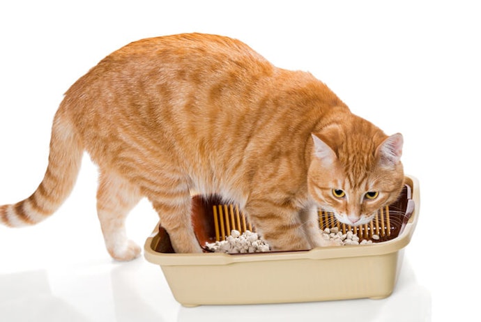 Bakteri asam laktat: Untuk menunjang pencernaan kucing