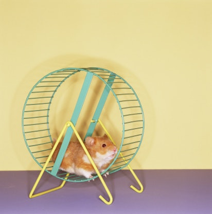 Wheel dan ball, bantu hamster rutin bergerak