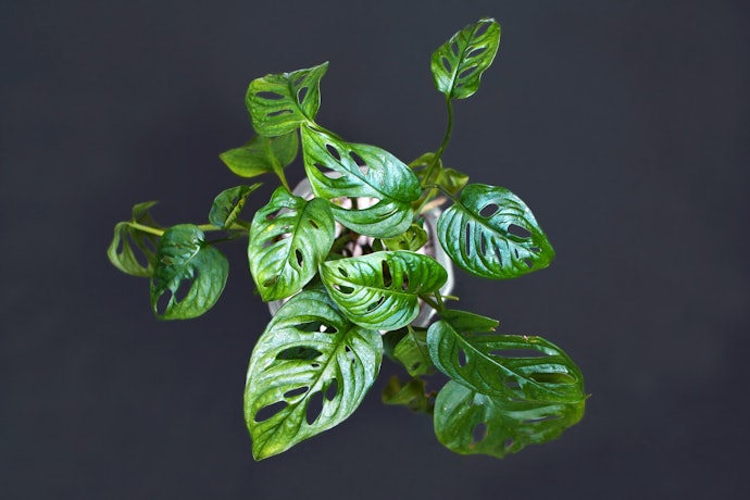Monstera adansonii, tanaman janda bolong yang banyak dijual di pasaran