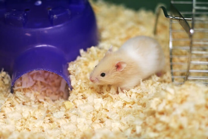 Anak hamster, membutuhkan banyak protein