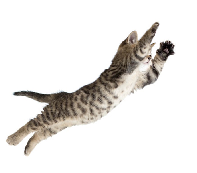 Kandang yang tinggi, kucing lebih bebas bermain