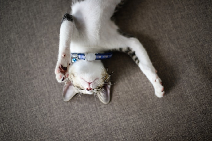 Pet tag dengan lubang selipan untuk kalung, tidak mudah terjatuh