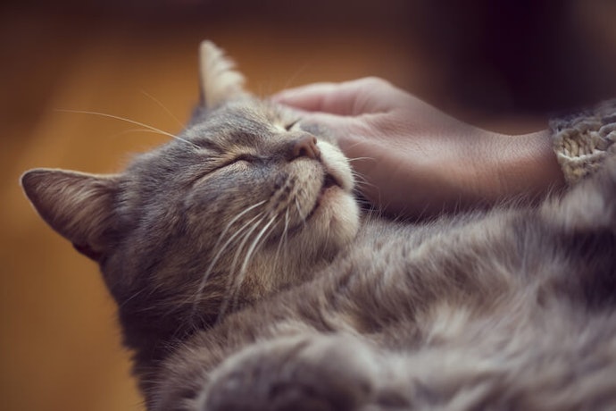 Kucing dewasa: Susu rendah lemak dan tinggi protein sebagai pelengkap nutrisi