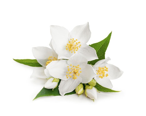 Jasmine dan floral notes, menegaskan image feminin dan elegan