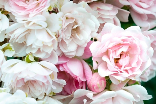 Mawar dan floral notes, menonjolkan kesan wanita feminin