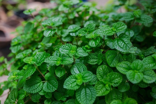 Aroma herbal dan kayu: Untuk sensasi kesegaran yang unik dan menenangkan