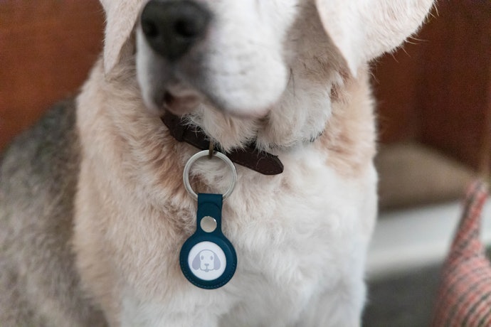 Pet tag GPS atau smart tracker, dapat melacak keberadaan anjing dan kucing